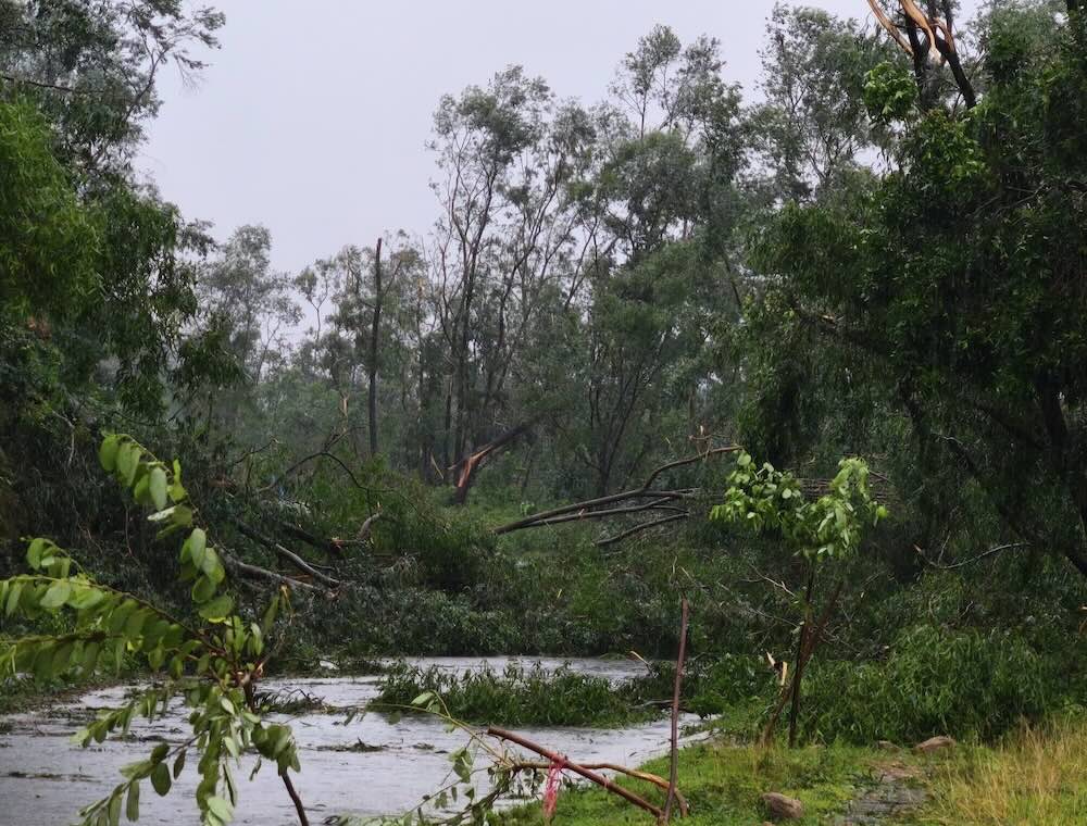 Cay canh do nga nam la liet tai Bac Hong Linh. Anh: Ngoc Anh