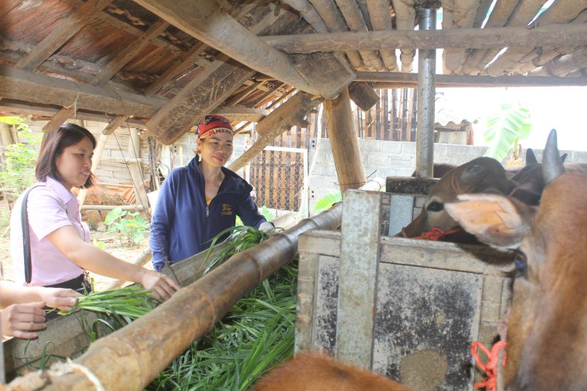 정책 자금 덕분에 Mai Ha 코뮌의 Ha Thi Hien 여사 가족은 안정적인 수입을 가진 번식 소를 사육하는 데 투자했습니다. 사진: Van Chuyen