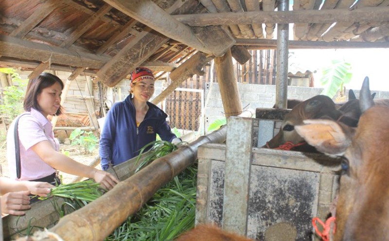 Thanks to policy capital, Ms. Ha Thi Hienh's family in Mai Ha commune has invested in raising breeding cows with a stable income. Photo: Van Chuyen
