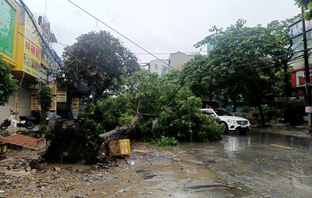 Due to the impact of storm No. 5, heavy rain and strong winds caused a series of trees to be uprooted and broken and lying everywhere on many roads. Photo: Quach Du