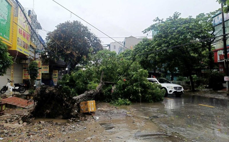 Due to the impact of storm No. 5, heavy rain and strong winds caused a series of trees to be uprooted and broken and lying everywhere on many roads. Photo: Quach Du