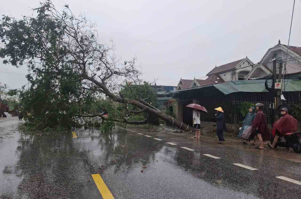 Cay do chan ngang duong ven bien Ha Tinh. Anh: Tran Tuan.