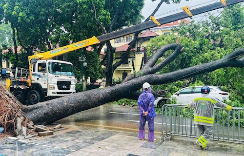 Hanoi had heavy rain, big trees fell across the road, crushing 2 cars. Photo: Tien Trach