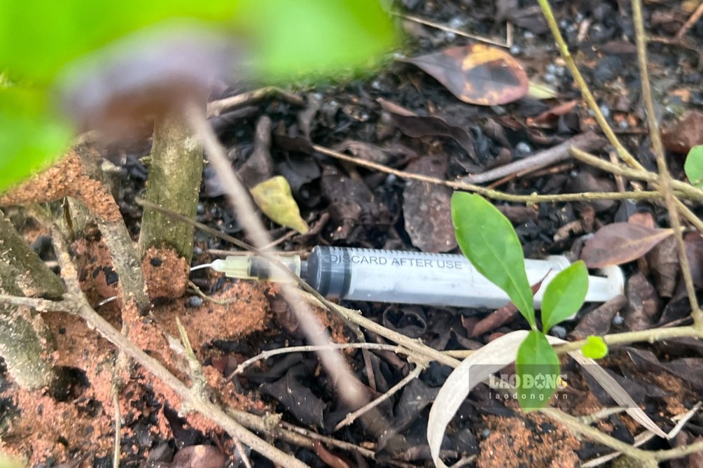Sau khi dùng xong, các đối tượng vứt kim tiêm vào lùm cây, tiềm ẩn nguy hiểm cho những người dọn dẹp, vệ sinh tại khu vực này. Ảnh: Đặng Vũ.