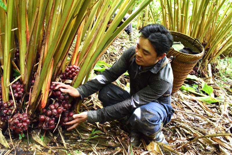 Village de Farmers Village, Cardamome de recolte de la commune Chieng Hoa. Photo: fils truong