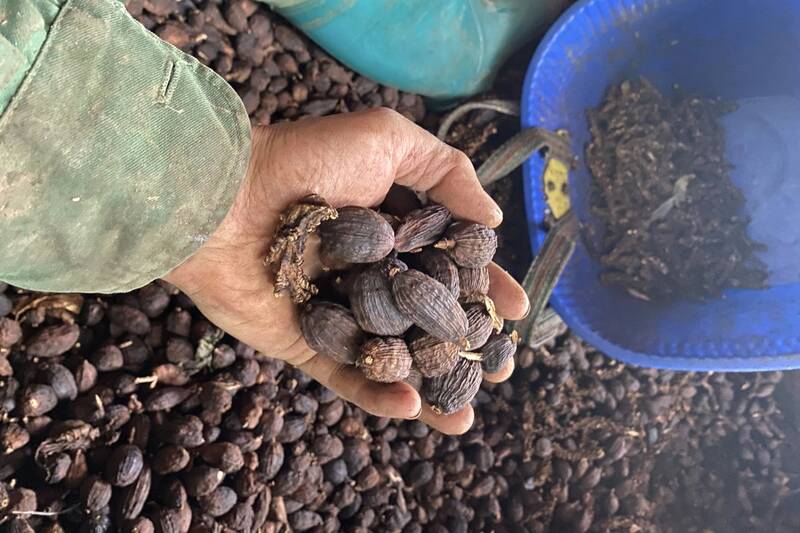 Thao qua sau khi say kho co gia ban tu 100 - 150 nghin dong/kg. Anh: Truong Son