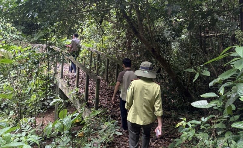 Forces release rare turtles into the forest. Photo: Trieu Phong Commune People's Committee