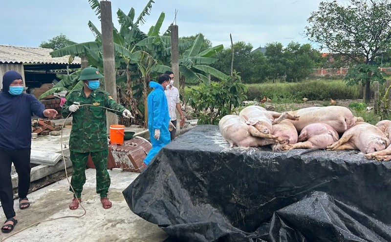 More than 6 tons of pigs were destroyed by the epidemic, and people suffered hundreds of millions of VND in damage. Photo: Hoai Nam
