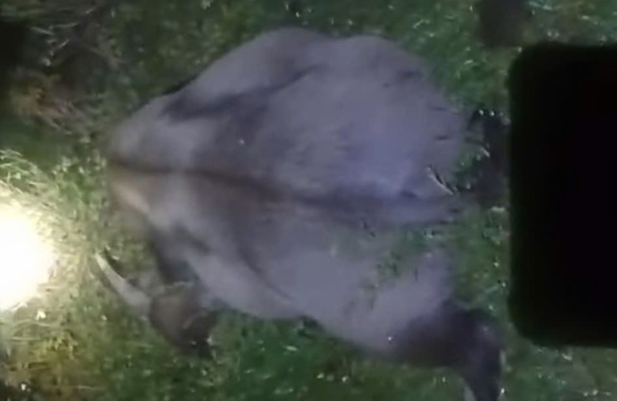 The buffalo was beaten to death by lightning while eating grass in the field. Photo: H.Nguyen