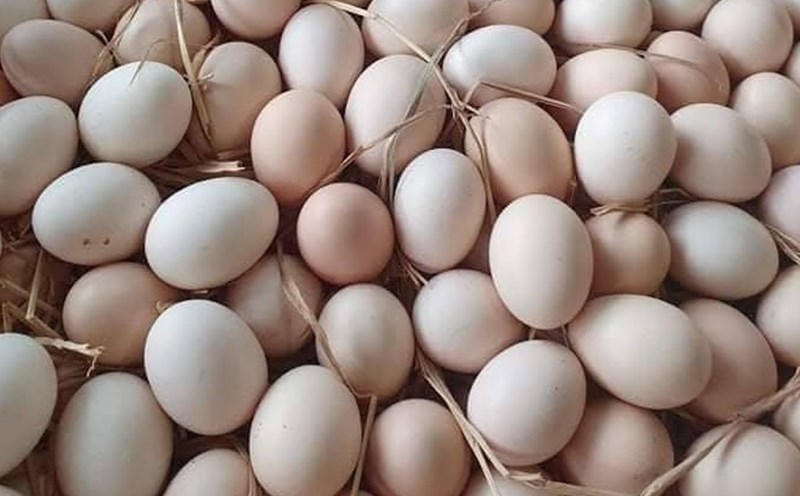 Eggs are one of the protein supplements that are good for muscles. Photo: Kieu Vu