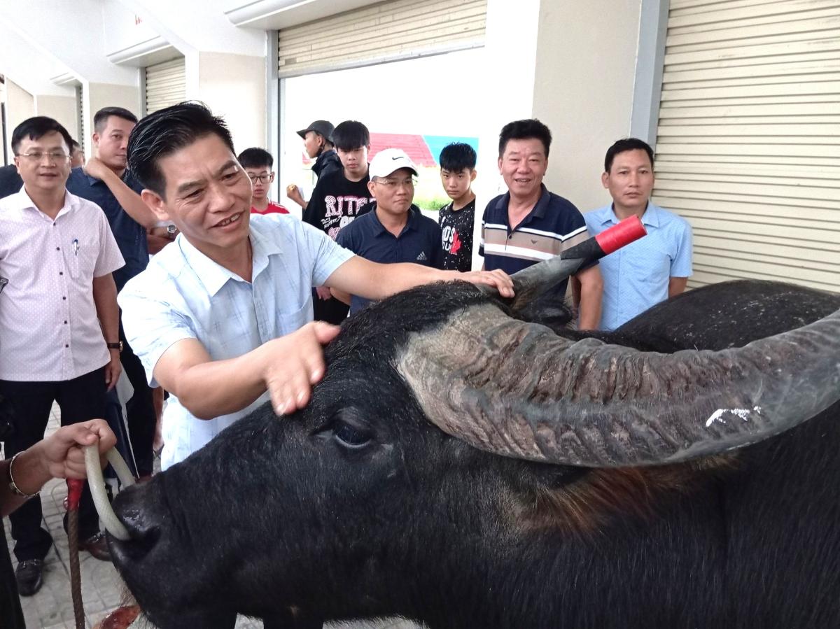 The leaders of the upper class Do Son examined the situation and health of the buffaloes in the face of the storm. Photo: Co thang TDT thang do Son, Hai Phong