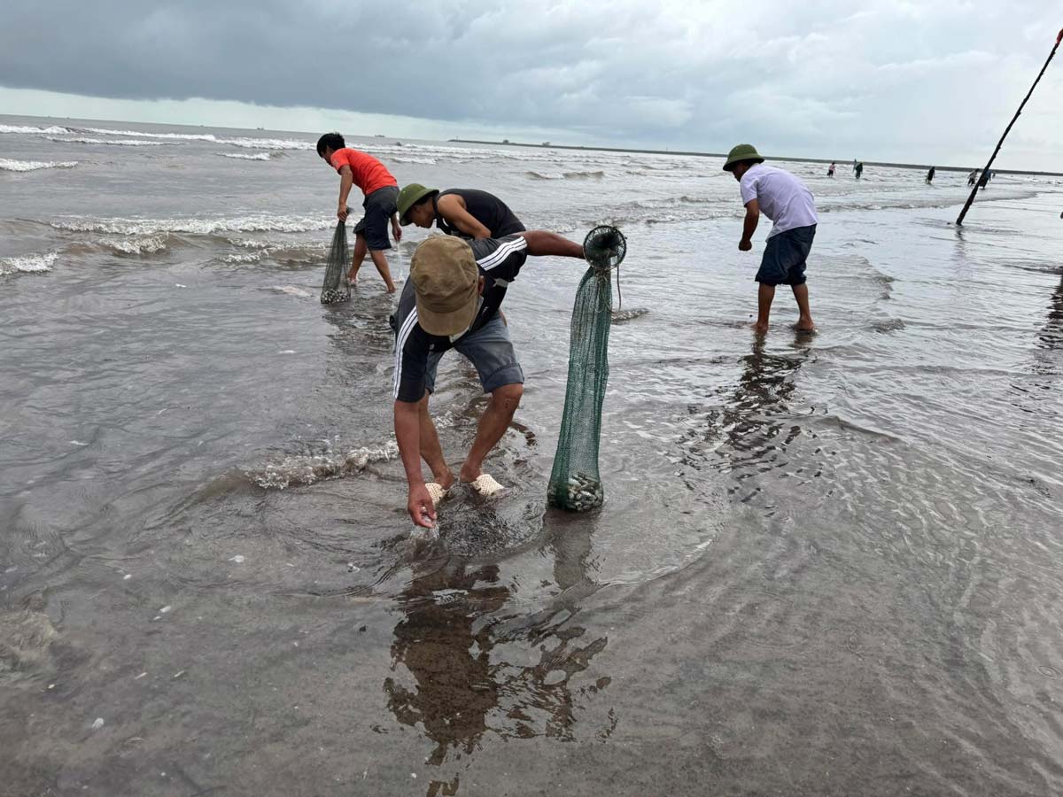 Los residentes de la comuna de Hai Thinh provincia de Ninh Binh aprovechan para ir a la playa a recoger mariscos que caen a la costa despues de la tormenta. Foto: Proporcionada por los residentes