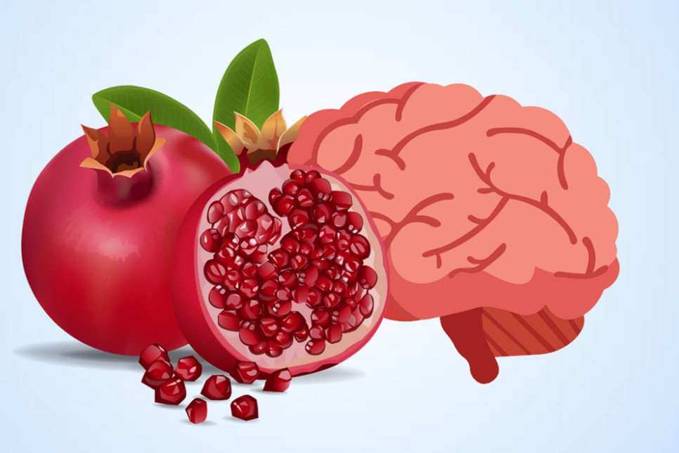 Benefits of pomegranate for brain health. Graphics: Thien Nhan