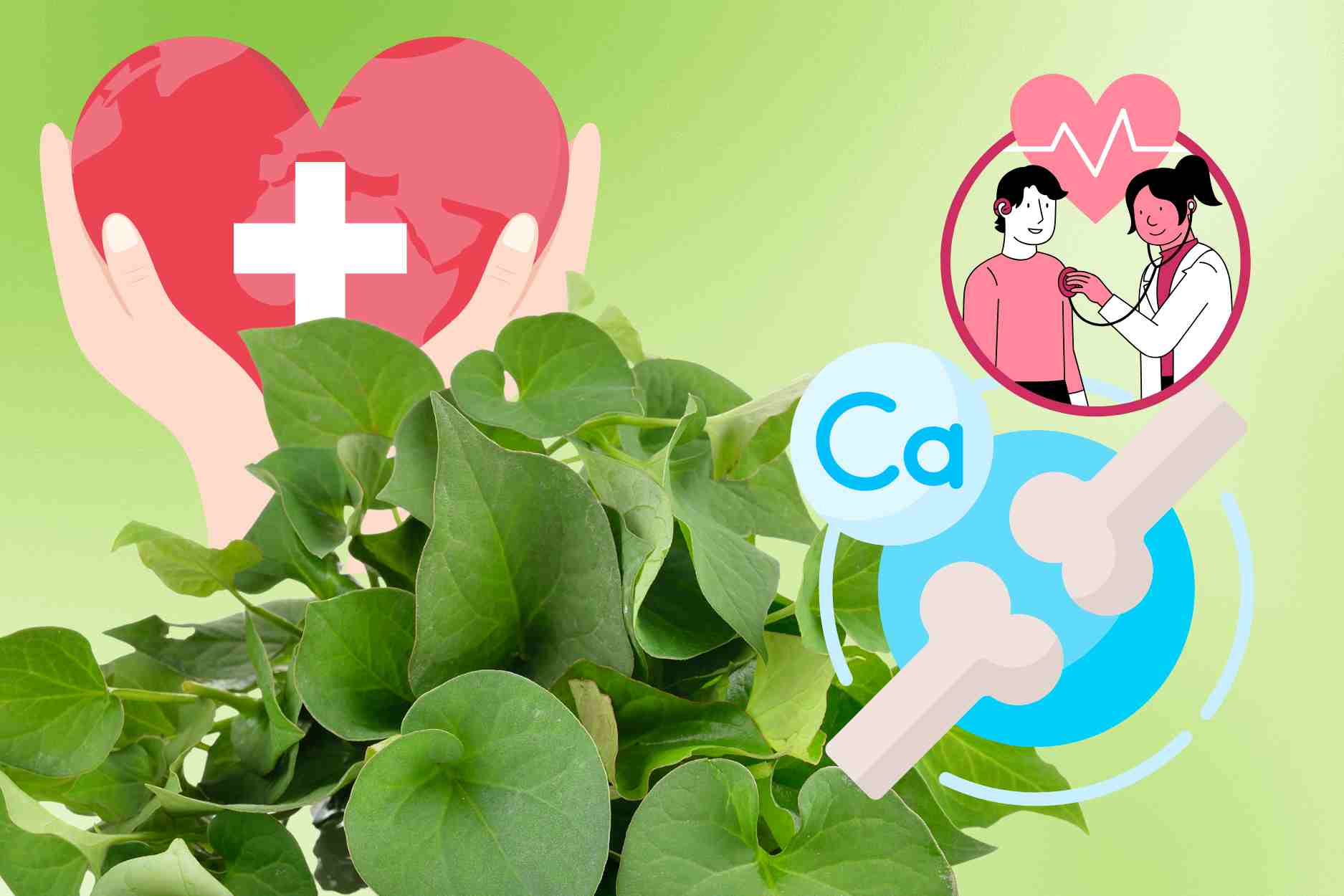 Wild vegetables rich in calcium, eaten raw or cooked are good for health