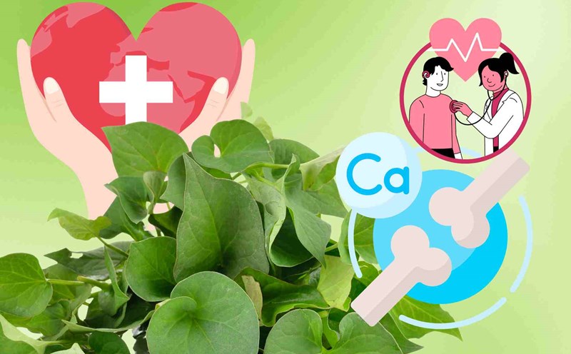 Wild vegetables rich in calcium, eaten raw or cooked are good for health