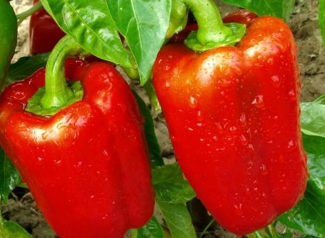 Bell peppers are a food that is said to be good for kidney stones. Photo: Thu Thuy