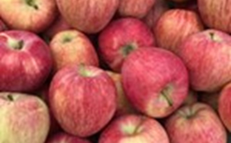 Eating fresh apples properly will benefit people with high liver enzymes. Photo: Kieu Vu