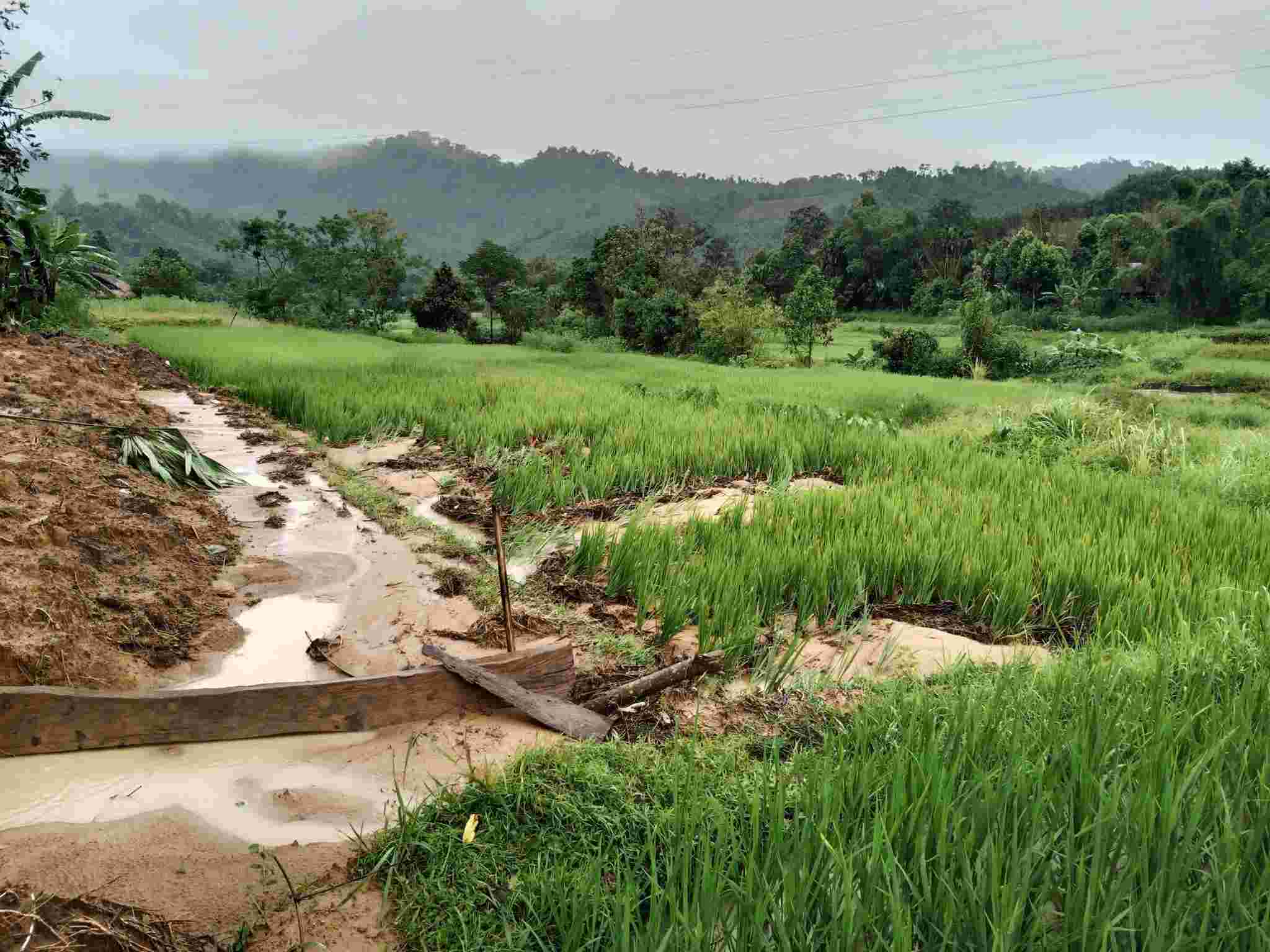 Nhieu dien tich lua o xa Thong Thu bi ngap, vui lap. Anh: Ngoc Anh