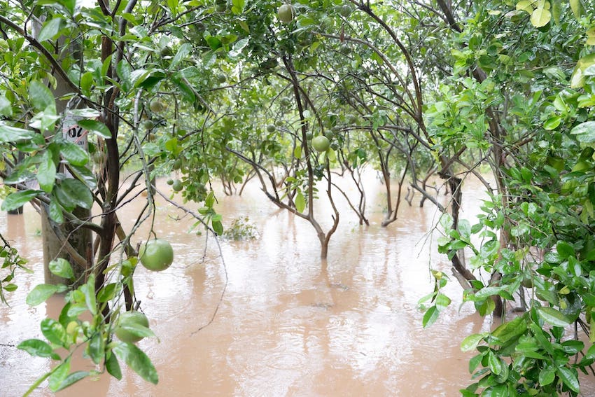 嵐5番は洪水を引き起こし、ホアンの長い人々は数十ヘクタールの農業を失いました。写真：Hoan Long Commune