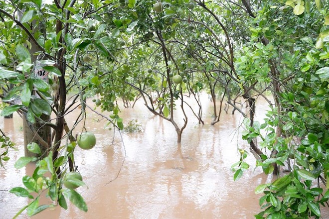 Hàng chục héc-ta nông nghiệp ở Hưng Yên chìm trong nước sau mưa bão