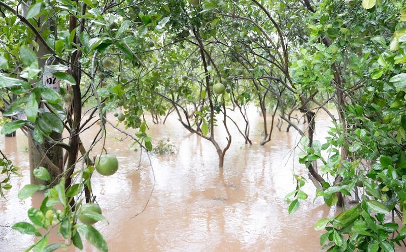 Storm No. 5 caused flooding, and Hoan Long residents lost dozens of hectares of their agriculture. Photo: Hoan Long Commune