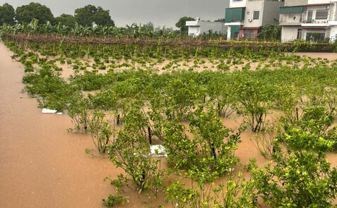 Nhieu cay hoa mau o xa Hoan Long, tinh Hung Yen chim trong nuoc sau mua bao. Anh: Xa Hoan Long