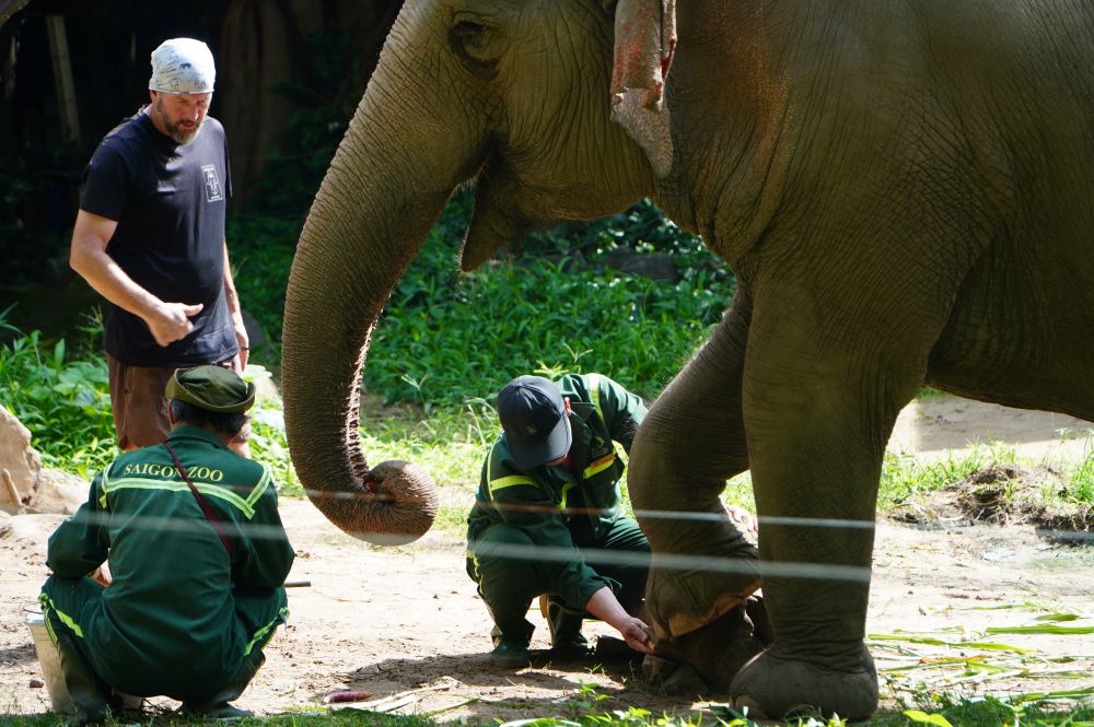 Les elephants de Thao Cam Vien a Saïgon sont faits d'ongles et se baignent ce qui surprend les visiteurs