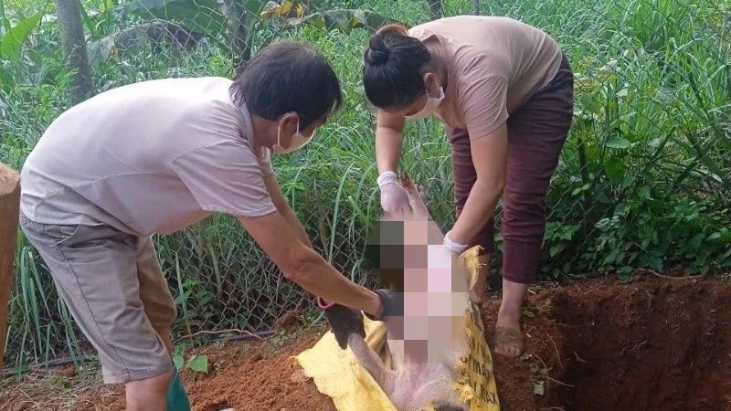 La peste porcine africaine a fait disparaître pres de 30 % du troupeau total de porcs de Cao Bang. Photo : Minh Tuan