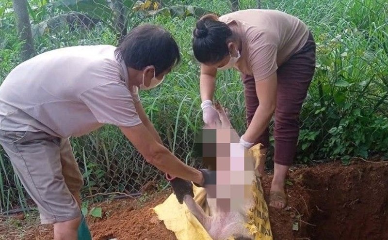 African swine fever caused nearly 30% of the pigs in the total herd of Cao Bang pigs to disappear. Photo: Minh Tuan