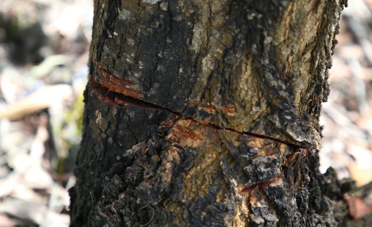 Gốc cây tràm bị cưa lớp vỏ, sau đó cây sẽ chết dần. Ảnh: Hưng Thơ