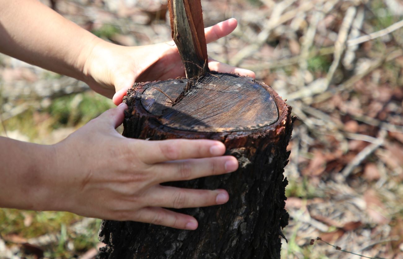 Gốc cây tràm hoa vàng bị đốn hạ, cây này đã nhiều năm tuổi nhưng trồng trên cát nên phát triển chậm. Ảnh: Hưng Thơ