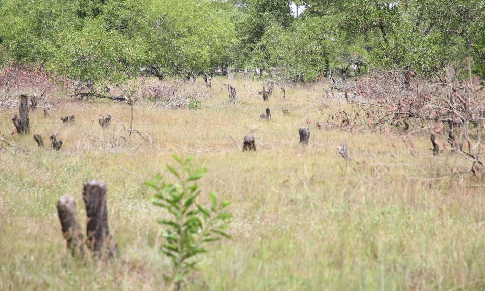 Nhiều cây rừng bị đốn hạ, khiến cả khoảnh rừng biến mất. Ảnh: Hưng Thơ