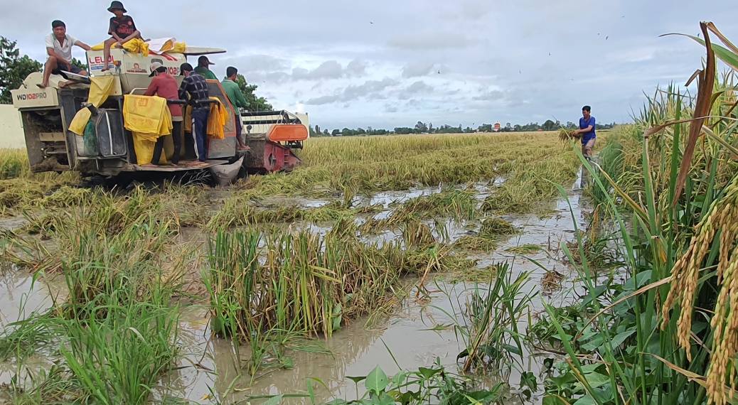 Les agriculteurs de Ca Mau profitent de la precipitation pour recolter le riz. Photo : Nhat Ho
