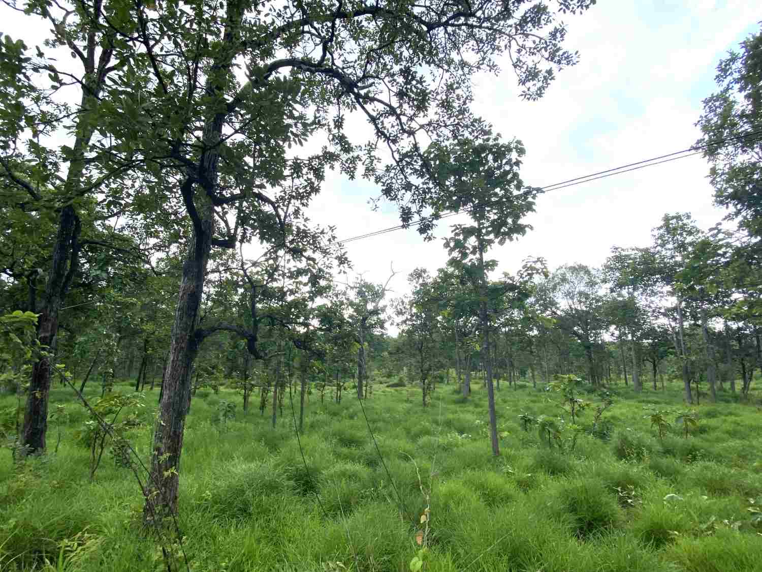 Rung khop o vung bien gioi khong phu hop de chuyen doi sang trong cac du an cay caosu. Anh: THANH TUAN