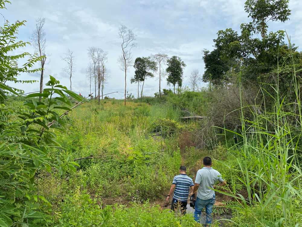 De nombreuses zones de caoutchouc meurent debout et sont inefficaces lorsqu'elles sont cultivees sur des terres forestieres fragmentees a la frontiere. Photo : Thanh Tuan