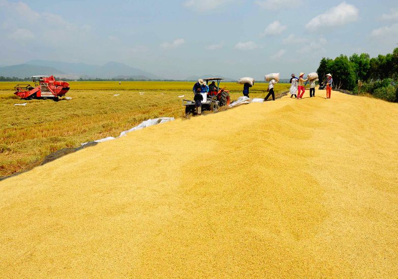 Saison doree dans les champs du Triangle de Long Xuyen. Photo : Lam Dien
