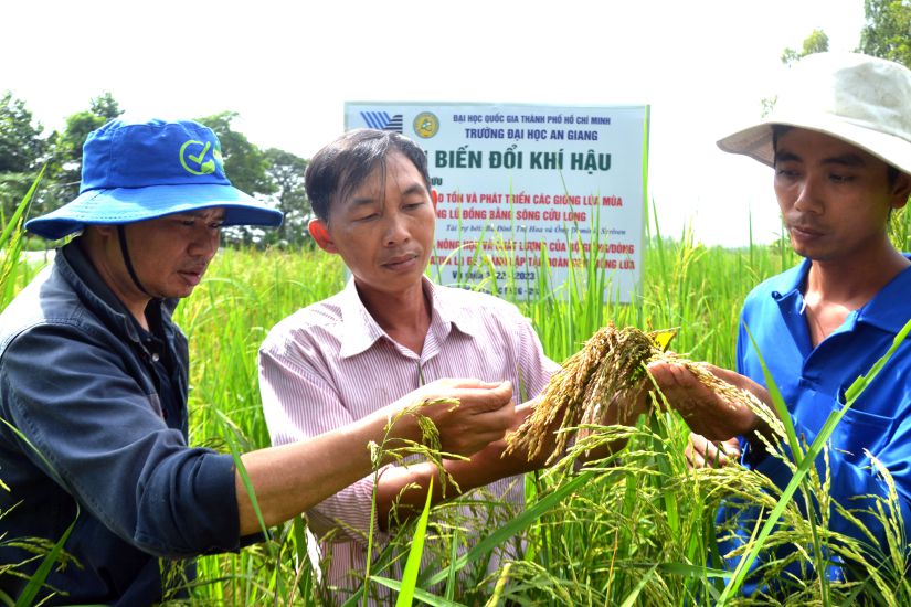 Le Thanh Phong (au milieu) et ses collaborateurs visitent la zone de riz de haute saison qu'il a empruntee a ses proches pour cultiver et tester. Photo : Luc Tung