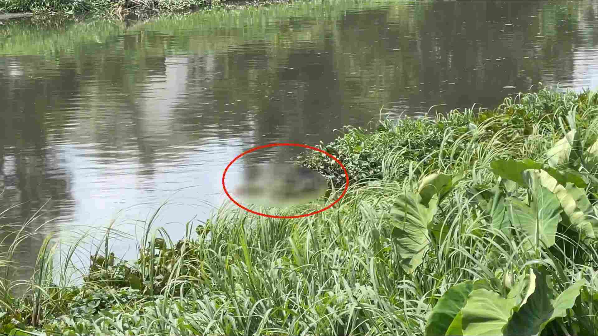 호치민시 빈호아동 Ong Bo, 개울 아래에서 남성 청년 시신이 발견된 현장. 사진: Duong Binh