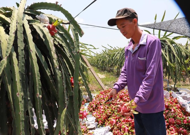 Xuất khẩu nông sản tăng trưởng, hướng tới 65 tỉ USD