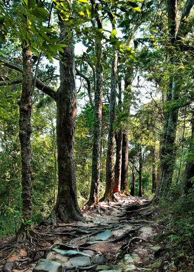 Duong tung co Yen Tu. Anh: Truc Lam