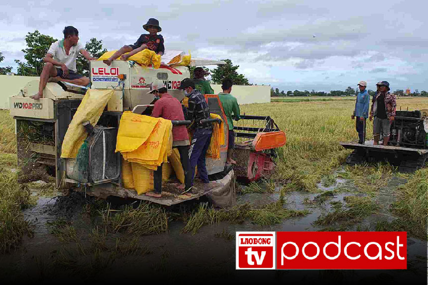 Morning news August 26: Low rice prices, Ca Mau farmers worry about harvest season