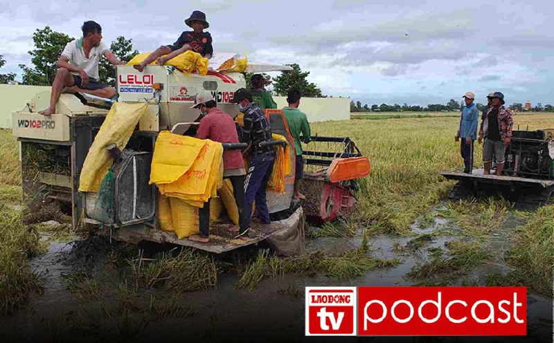 Morning news August 26: Low rice prices, Ca Mau farmers worry about harvest season