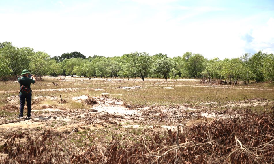 After destroying the forest, the subjects always took advantage of the tree to occupy the land. Photo: Hung Tho