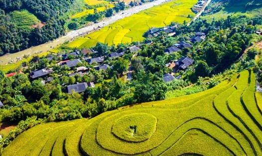 Bản làng xã Ngọc Chiến bao quanh bởi những ruộng lúa chín vàng. Ảnh: Trường Sơn