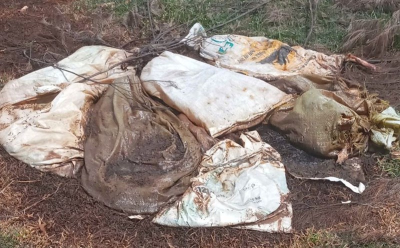 Dead pigs are dumped in sacks in Cua Tung commune. Photo: H.Nguyen