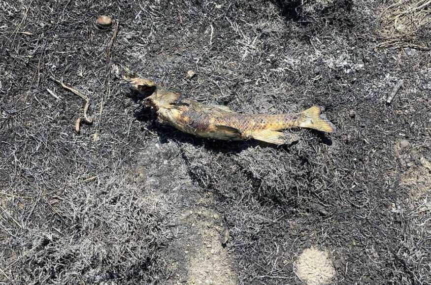 Fish causes forest fire in Canada. Photo: Ashcroft Fire Department