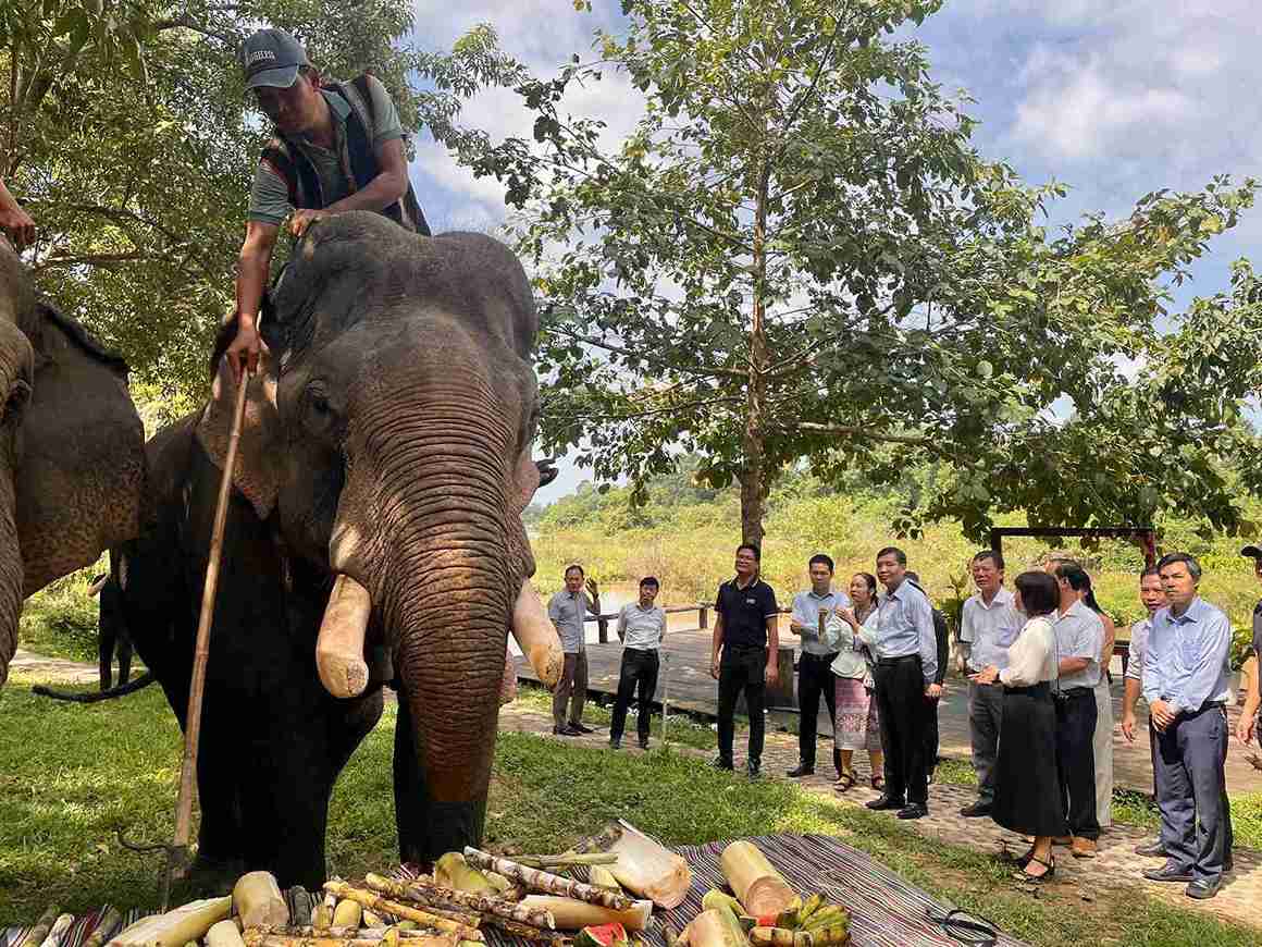 닥락(Dak Lak)성 인민위원회 지도자들이 코끼리 친화적인 관광 모델을 체험하고 있습니다. 사진: 바오쭝(Bao Trung)