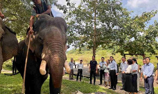 Lãnh đạo UBND tỉnh Đắk Lắk tham quan, trải nghiệm mô hình du lịch thân thiện với voi. Ảnh: Bảo Trung