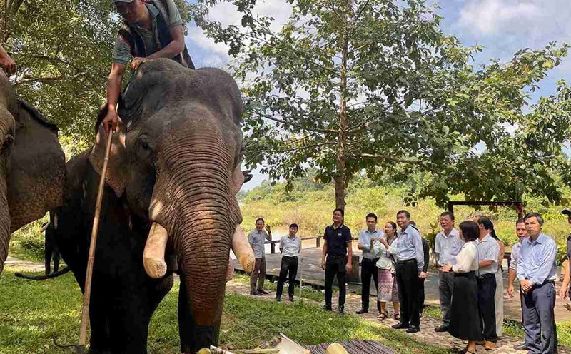 Leaders of Dak Lak Provincial People's Committee visited and experienced the elephant-friendly tourism model. Photo: Bao Trung