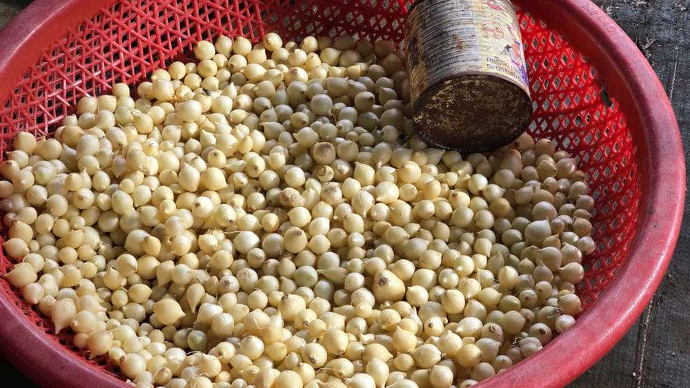 주부들이 신선하고 맛있는 샬롯을 선택하고 보관하는 데 도움이 되는 몇 가지 유용한 팁. 사진: 뚜언 닷